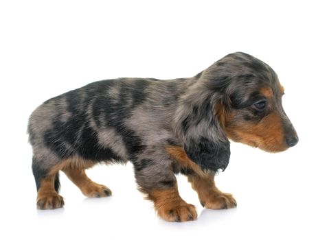 long hair dachshund in front of white background