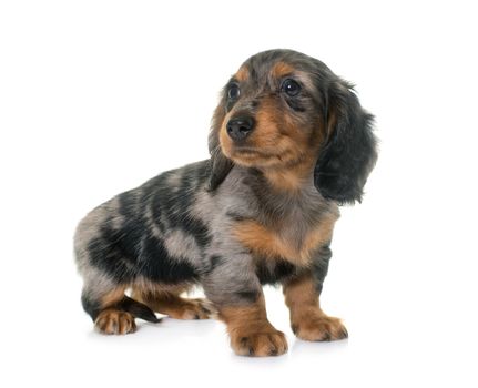 long hair dachshund in front of white background