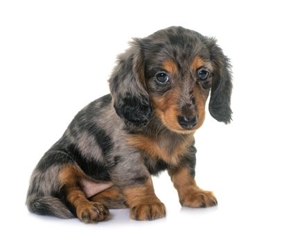 long hair dachshund in front of white background