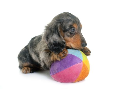 long hair dachshund in front of white background