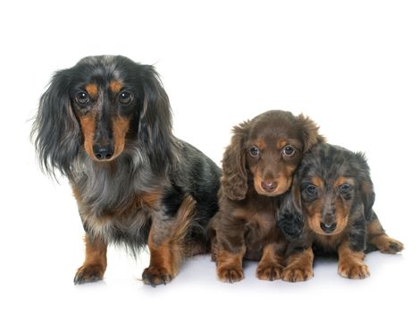 three dachshund in front of white background