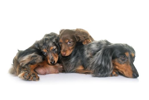 three dachshund in front of white background