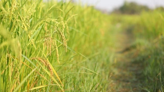 Rice paddy field under sunlight