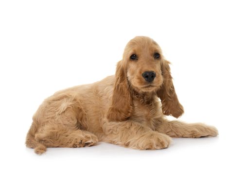 puppy cocker spaniel in front of white background