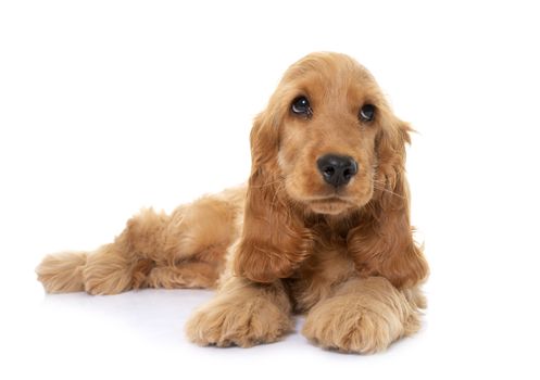 puppy cocker spaniel in front of white background