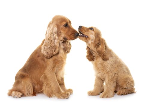 two cocker spaniel in front of white background