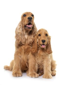 two cocker spaniel in front of white background