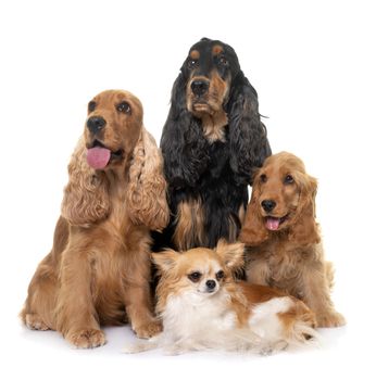 three cocker spaniel and chihuahua in front of white background