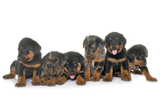 beauceron puppies in front of white background