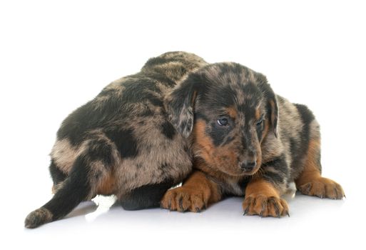 beauceron puppies in front of white background