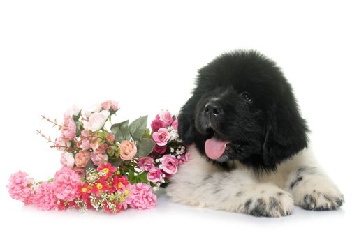 puppy newfoundland dog in front of white background