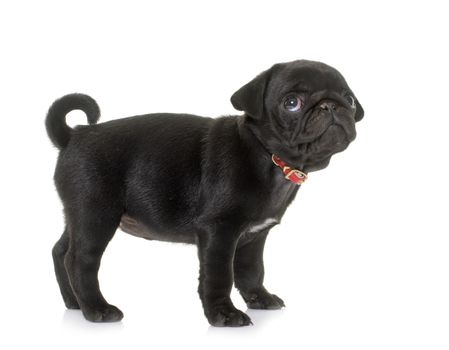 puppy black pug in front of white background