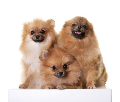 young pomeranians in front of white background