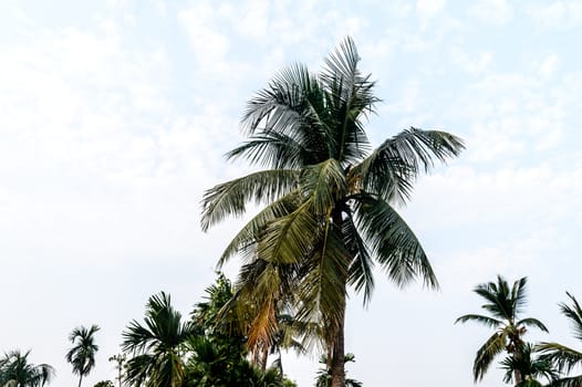 Coconut Palm tree background photo in Autumn seasonal theme back-lit but vibrant color sunrise sky. Palm tree in illuminated by sunlight. Goa Sea Beach India. Beauty in nature horizon Backgrounds.