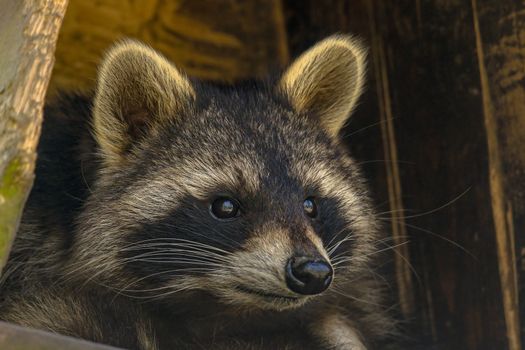 Young season raccoon plays hide in green leaves Forest