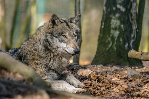Gray wolf chill and hides in the green leaves forest