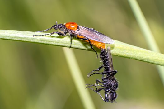 small macro fly in wild life nature