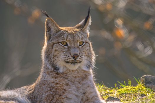 cute young lynx in the colorful wilderness forest
