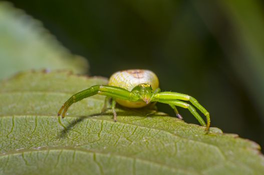 green pumpkin spider on cherry leaf in fresh season nature