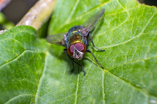 small fly on green leaf in fresh season nature