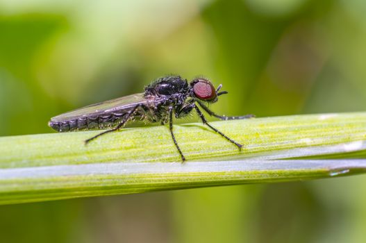 small fly on green grass in fresh season nature