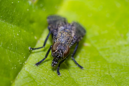 small gas mask fly on green leaf in fresh season nature