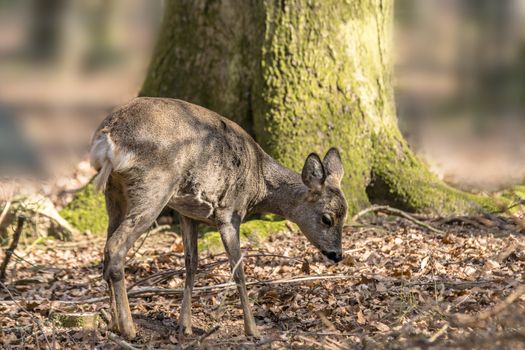 roe deer at field in the wild nature