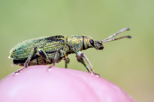 little beetle in the green nature season garden