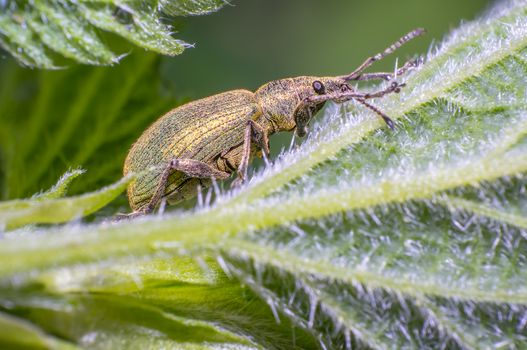 green golden beetle in nature season meadow