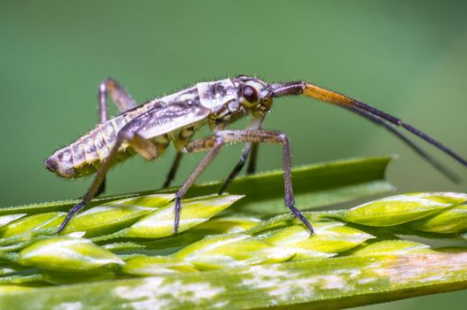 small beetle on green grass in fresh season nature