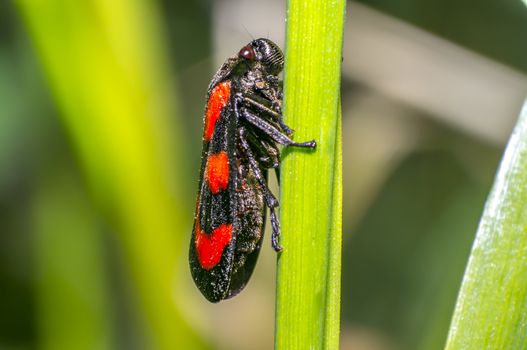 red black blood cicada beetle in nature season meadow