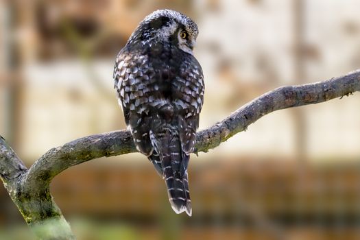 Old crazy owl looks out of the green season forest