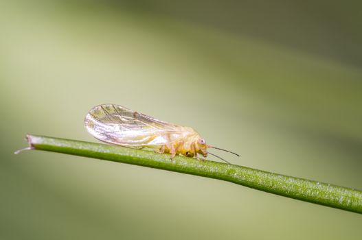 small cicada in the green nature season garden