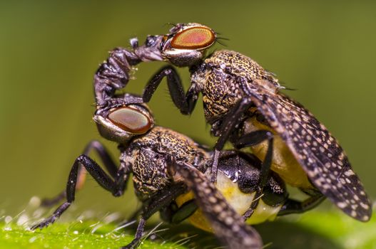 small gas mask fly kiss in mating on green leaf in fresh season nature