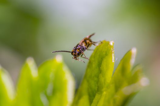 small fly at my season gooseberry busch
