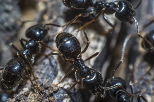 small black shiny ants on an old tree