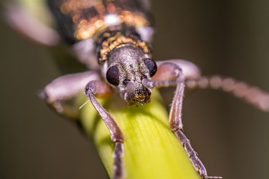 small iridescent glittering beetle on blade of grass