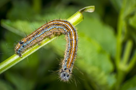 small colorful caterpillar on green leaf in blooming nature