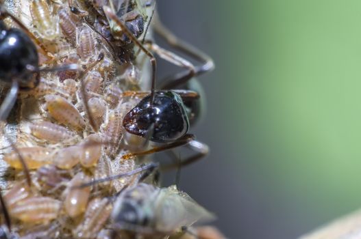 small black shiny ants milking aphids on an old tree