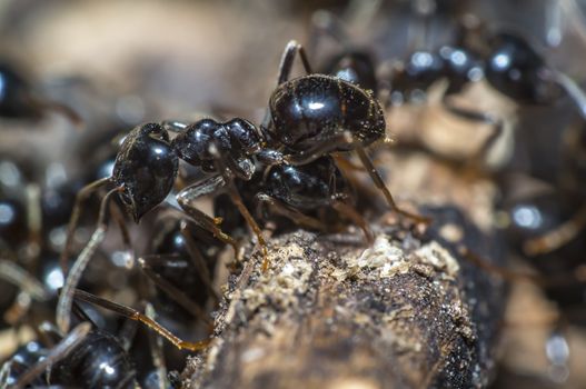 small black shiny ants on an old tree