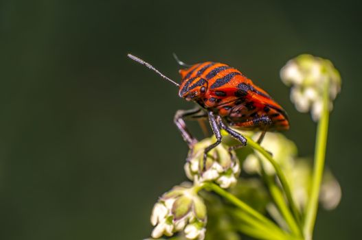 red black striped bug on blade of grass