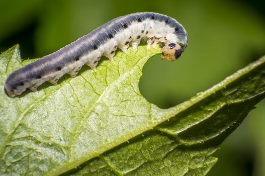 small colorful caterpillar on green leaf in blooming nature