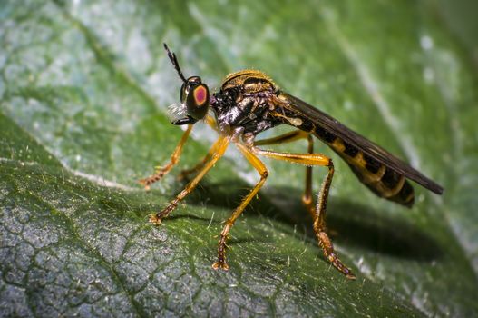 small predator wasp on green leaf in nature forest