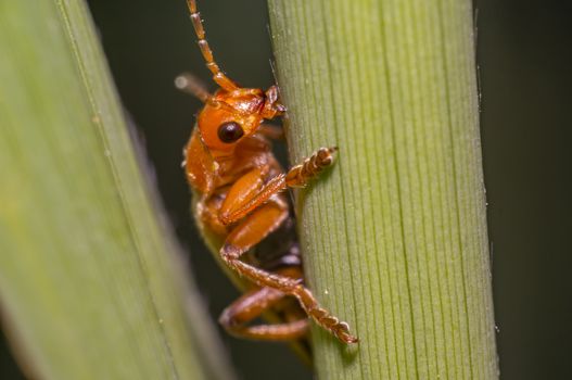 small soft beetle on blade of grass