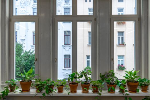 large window with interior flowers on the windowsill.