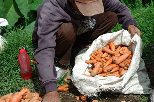 close up image of farmers harvest carrots in the fields, separate the carrots from the leaves and put them in sacks, harvest big carrots and tie them