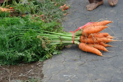 close up image of farmers harvest carrots in the fields, separate the carrots from the leaves and put them in sacks, harvest big carrots and tie them