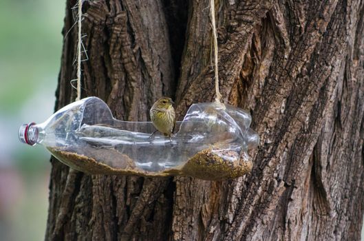 feeders and drinkers for birds made with recycled plastic bottles