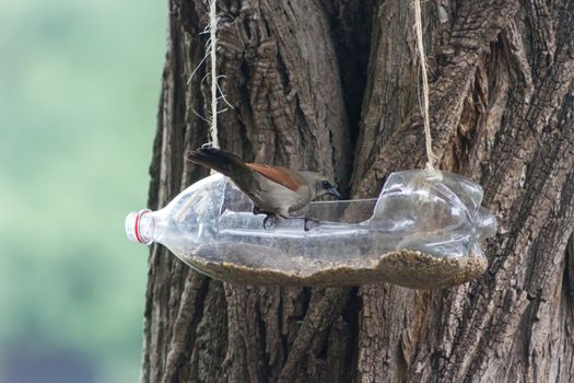 feeders and drinkers for birds made with recycled plastic bottles