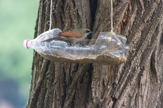 feeders and drinkers for birds made with recycled plastic bottles